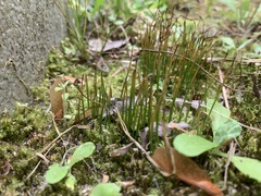 Phaeoceros carolinianus