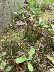 Phaeoceros carolinianus