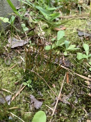 Phaeoceros carolinianus