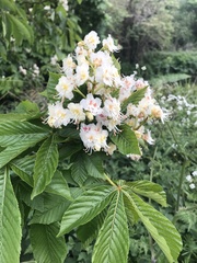 Aesculus hippocastanum