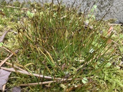 Phaeoceros carolinianus