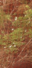 Anemonoides nemorosa