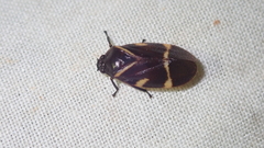 Maxantonia