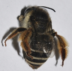Eucera notata