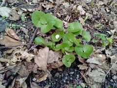 Asarum europaeum europaeum