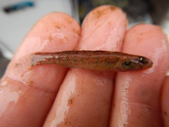 Etheostoma gracile