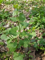 Alliaria petiolata
