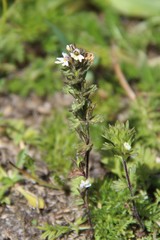 Euphrasia ossica