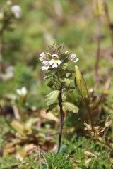 Euphrasia ossica