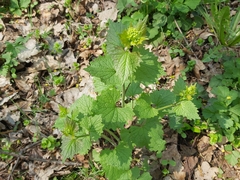 Alliaria petiolata