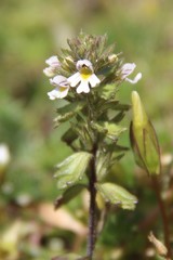 Euphrasia ossica