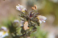 Euphrasia ossica