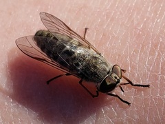 Hamatabanus floridensis