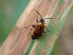 Deraeocoris punctum