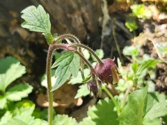 Geum rivale