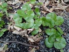 Asarum europaeum europaeum