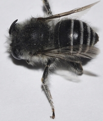Anthophora