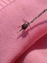 Dermacentor reticulatus