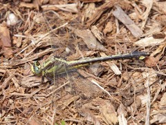 Gomphurus septima