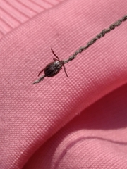 Dermacentor reticulatus