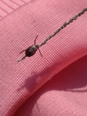 Dermacentor reticulatus