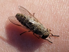 Hamatabanus floridensis