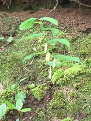Polygonatum biflorum