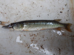 Esox americanus