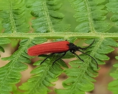 Benibotarus alternatus