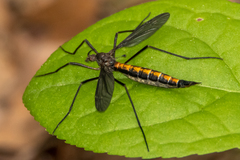 Nephrotoma altissima