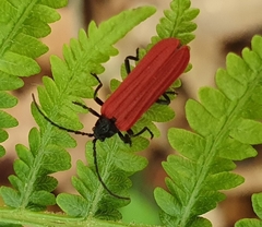 Benibotarus alternatus