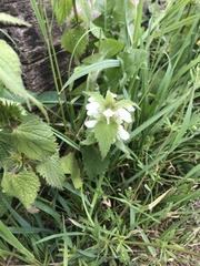 Lamium album