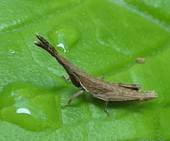 Algete brunneri
