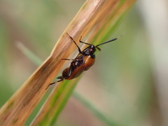 Deraeocoris punctum
