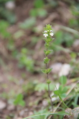Euphrasia tatarica