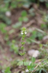 Euphrasia tatarica