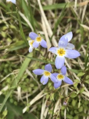 Houstonia caerulea