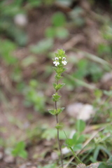 Euphrasia tatarica