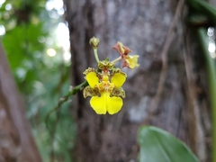 Trichocentrum cebolleta