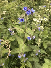Pentaglottis sempervirens