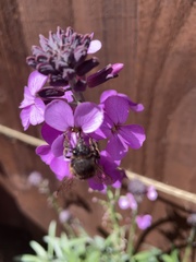 Anthophora plumipes