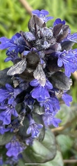 Anthophora plumipes