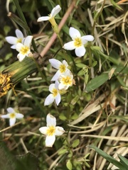 Houstonia caerulea