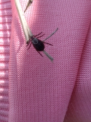 Dermacentor reticulatus