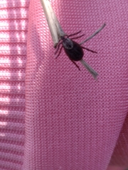 Dermacentor reticulatus