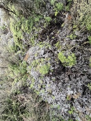Gleichenia dicarpa