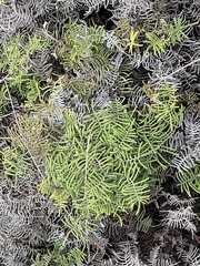 Gleichenia dicarpa
