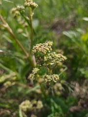 Trinia