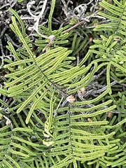 Gleichenia dicarpa
