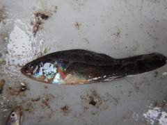 Aphredoderus sayanus